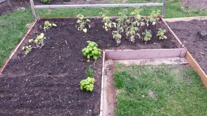 Planting Garden June 1 2015
